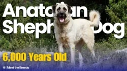 The 6,000 Year Old Guardian Dog | Anatolian Shepherd Dog