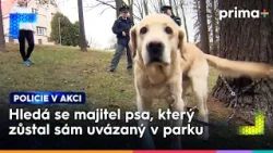 Opuštěný pes v parku | Policie v akci