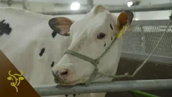 Precision Dairy at Cooprolanda: comfort, data, nutrition, and management | GP #120