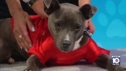 Humane Society of Broward seek 'furever' home for Gianna, other furry friends