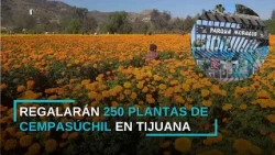 MARIGOLD PLANTS TO BE GIVEN AWAY AT PARQUE MORELOS IN TIJUANA | CHANNEL 33