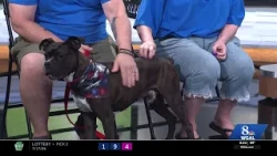 WGAL PAWS AND PALS 71826