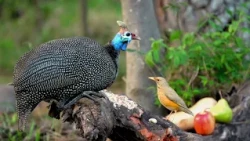 8 HOURS CAT TV 🐦 Wild Birds in 4K HDR: Helmeted Guineafowl, Kurrichane Thrush