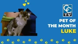 Meet Luke, our featured Pet of the Month from the Animal Welfare League