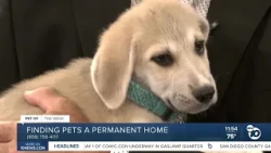 10News Pet of the Week: Quincy