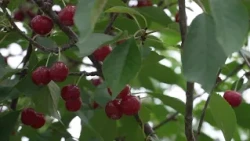 Cherry picking season underway at Door County Wildwood Market