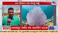 BJP Leaders in Controversy Over Rare Marine Plant ‘Indrajaal’ Gift in Porbandar | TV9Gujarati