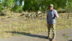 Goats help fight noxious weeds