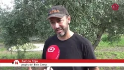 L’oli del Baix Camp, l’excepció en una Catalunya sense pluges