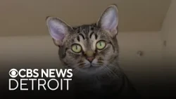 Furry Friday: Meet Marley the dog and Pogo the cat