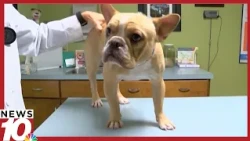 Good Question: How does wildfire smoke impact pets?