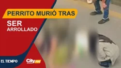 Tragic accident in Chapinero: a dog was struck by a vehicle | CityTv
