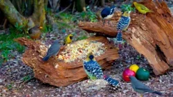 CAT TV FOR CATS TO WATCH  🦜 Colourful Birds in a Cosy Forest | 4K HDR