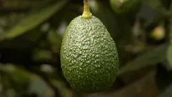 BUENAS PRÁCTICAS AGRÍCOLAS HACIENDA ZARACAY AGUACATE HASS ICA   SALENTO – QUINDÍO