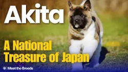 The Dog That Guarded Japanese Royalty | Akita