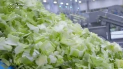 Cyclospora outbreak possibly linked to lettuce from Mexico, CDC says