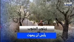 From Tree to Press: The South's Olive Trees Refuse to Die