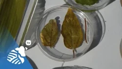 Weed desiccation, goosegrass management, and diseases in wheat and corn | PTV #467