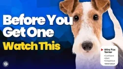 Is the Wire Fox Terrier the Right Dog for You