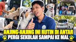 Pria Ini Jadi Sopir Khusus Anjing!? Inilah Kisah Om Dog Taksi