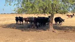 Local rancher says consumer beef safety fears are growing amid tariff changes