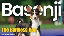 One of the Most Ancient Breeds in the World | Basenji