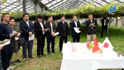 Tay Ninh surveys high-tech agricultural facilities in Yamanashi (Japan) | TayNinh TV