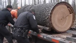 IMPERFECT CRIMES - THE TREE MAN - FULL DOCUMENTARY 2026 NEW