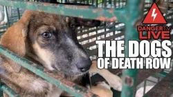 ALL NEW | The Dogs on Death Row | FULL MOVIE