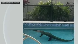 Alligator found in Florida family's pool