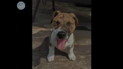 AKC Family Dog Photo Contest