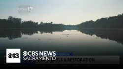 Rebuilding salmon habitat across Northern California