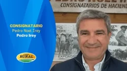 Pedro Irey | Today 2 PM TV auction with 9,500 head | 10/26/26 | MV