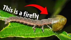 The Hidden World of Kentucky's Fireflies
