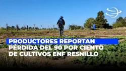 Producers report 90% crop loss in Fresnillo