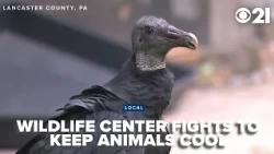 Wildlife center works to keep animals cool, safe from poor air quality amid rehabilitation
