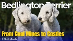 The Terrier in Sheep’s Clothing | Bedlington Terrier