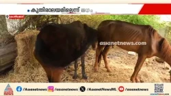 ഉടമ ജയിലിലായി പിന്നാലെ മതിയായ വെള്ളവും തീറ്റയും ലഭിക്കാതെ അസ്ഥിപഞ്ജരമായി രണ്ട് കുതിരകൾ