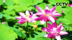 夏日“清凉壁纸”上线！山西长治数百亩荷花进入最佳观赏期 | CCTV
