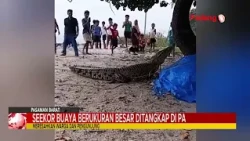 LARGE CROCODILE CAUGHT AT SASAK BEACH