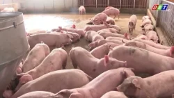 Dak Lak Strengthens Environmental Management in Livestock Farming | Dak Lak Television