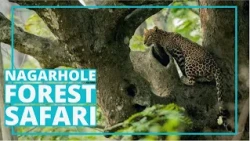 Leopard 🐆 Spotted during Safari at Nagarhole National Wildlife Sanctuary