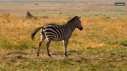 Have you ever witnessed a zebra giving birth? A rare sight in the Mara