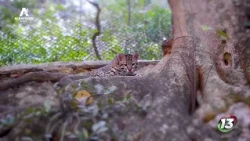 Visit Zoomat Chiapas!