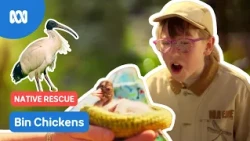 What's a bin chicken?! 🐦  | Gardening Australia Junior | ABC Kids