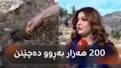 هەڵمەتی یەک ملیۆن بەڕووی دەزگەی روانگە گەیشتە دهۆک. 700 گەنجی پارێزگاکە 200 هەزار بەڕوو دەچێنن