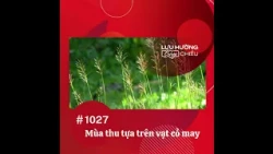 Mùa thu tựa trên vạt cỏ may | Lưu Hường blog chiều | Đài Hà Nội