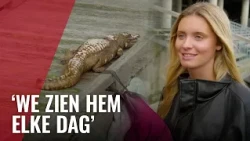 Hoe komt deze krokodil bij de Silodam terecht?