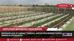 Sowing Hope in Barren Fields, Margo Sugih Farmers' Group Becomes Increasingly Productive