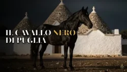 MURGESE: il cavallo NERO di Puglia, dai trulli al Quirinale 🐎